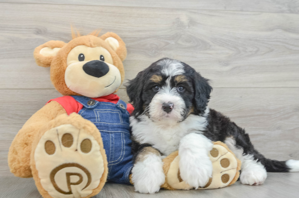 7 week old Mini Bernedoodle Puppy For Sale - Windy City Pups