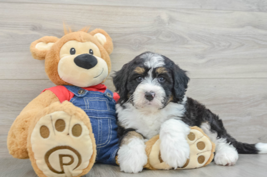 Mini Bernedoodle Puppy for Adoption