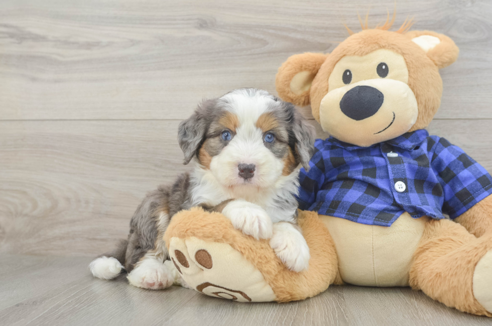 7 week old Mini Bernedoodle Puppy For Sale - Windy City Pups