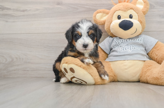 Best Mini Bernedoodle Baby