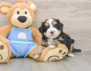 7 week old Mini Bernedoodle Puppy For Sale - Windy City Pups