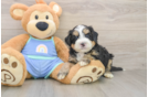 Mini Bernedoodle Puppy for Adoption