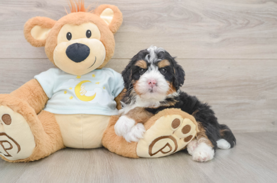 Playful Bernese Doodle Poodle Mix Puppy