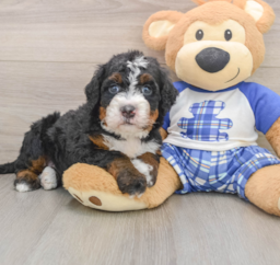 7 week old Mini Bernedoodle Puppy For Sale - Windy City Pups