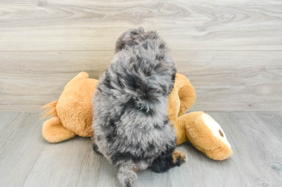 Playful Mini Bernepoo Poodle Mix Puppy