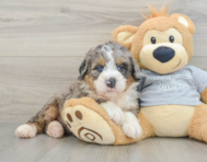7 week old Mini Bernedoodle Puppy For Sale - Windy City Pups