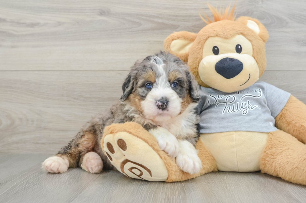 6 week old Mini Bernedoodle Puppy For Sale - Windy City Pups