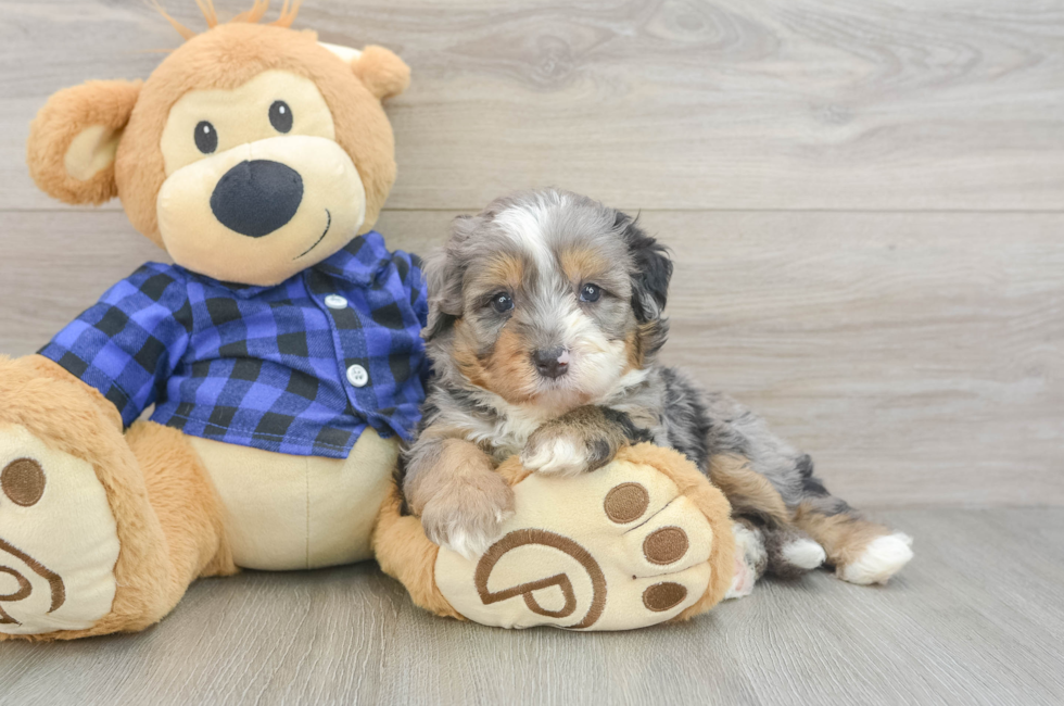 5 week old Mini Bernedoodle Puppy For Sale - Windy City Pups