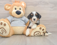 7 week old Mini Bernedoodle Puppy For Sale - Windy City Pups