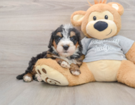 7 week old Mini Bernedoodle Puppy For Sale - Windy City Pups