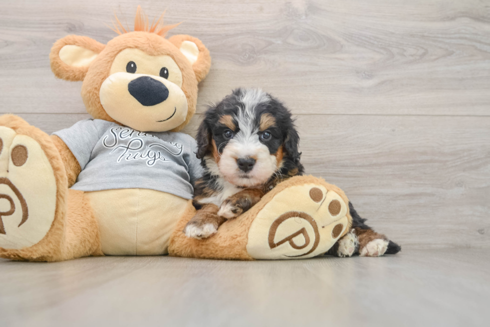 Mini Bernedoodle Pup Being Cute