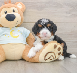 6 week old Mini Bernedoodle Puppy For Sale - Windy City Pups