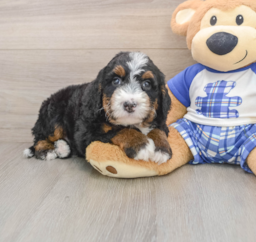 7 week old Mini Bernedoodle Puppy For Sale - Windy City Pups