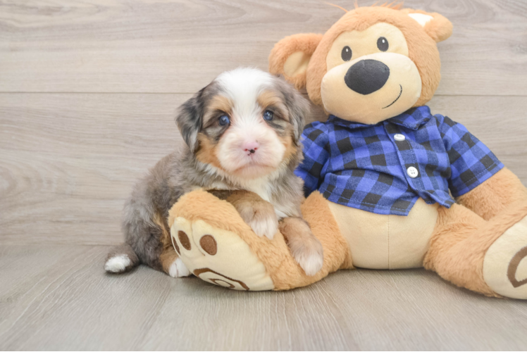 Hypoallergenic Mini Bernesedoodle Poodle Mix Puppy