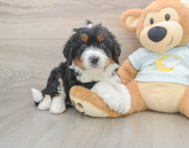 5 week old Mini Bernedoodle Puppy For Sale - Windy City Pups