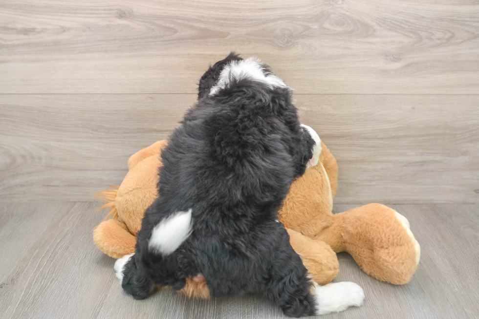 Mini Bernedoodle Puppy for Adoption