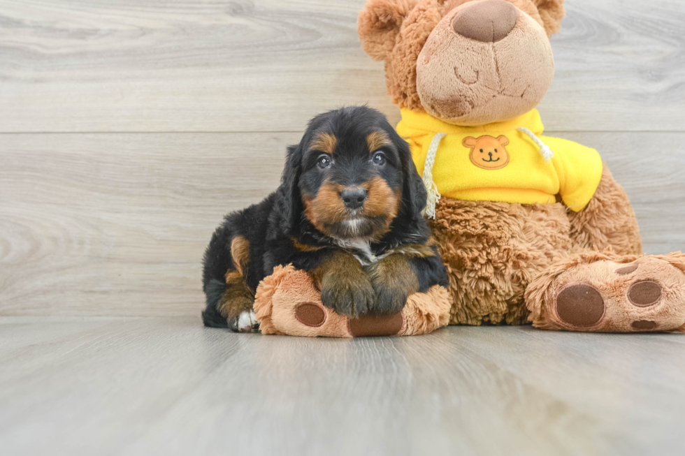 Small Mini Bernedoodle Baby