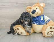 8 week old Mini Bernedoodle Puppy For Sale - Windy City Pups