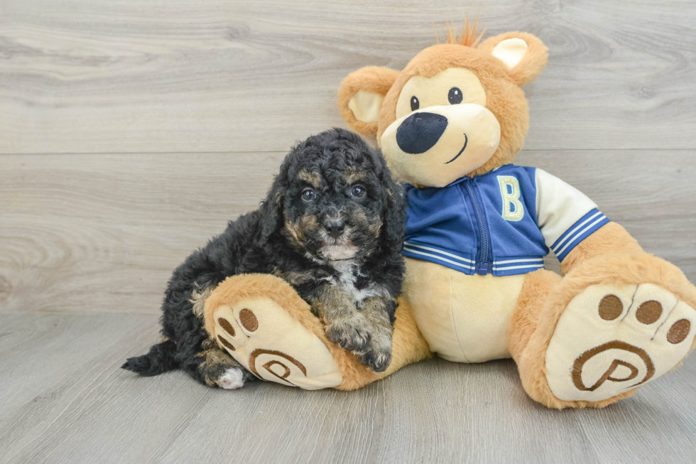 Best Mini Bernedoodle Baby