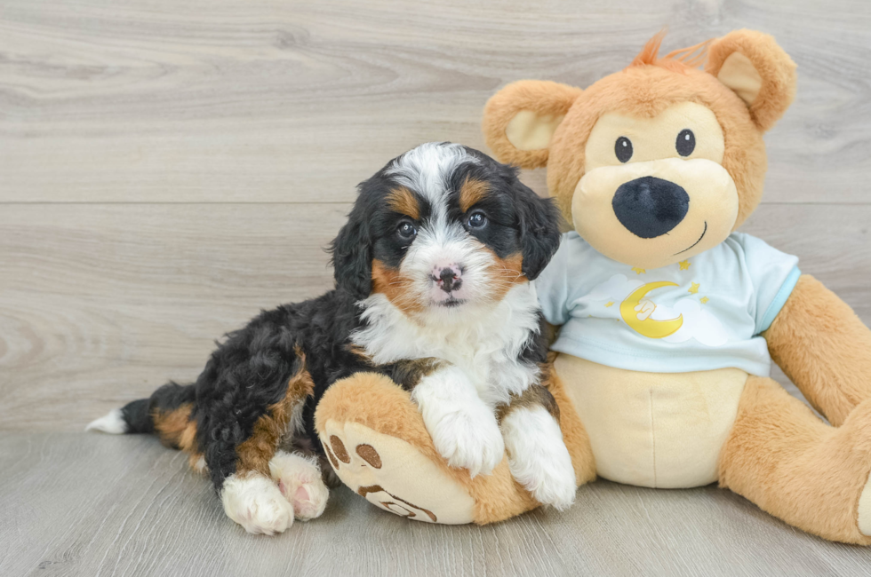 6 week old Mini Bernedoodle Puppy For Sale - Windy City Pups