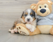 7 week old Mini Bernedoodle Puppy For Sale - Windy City Pups
