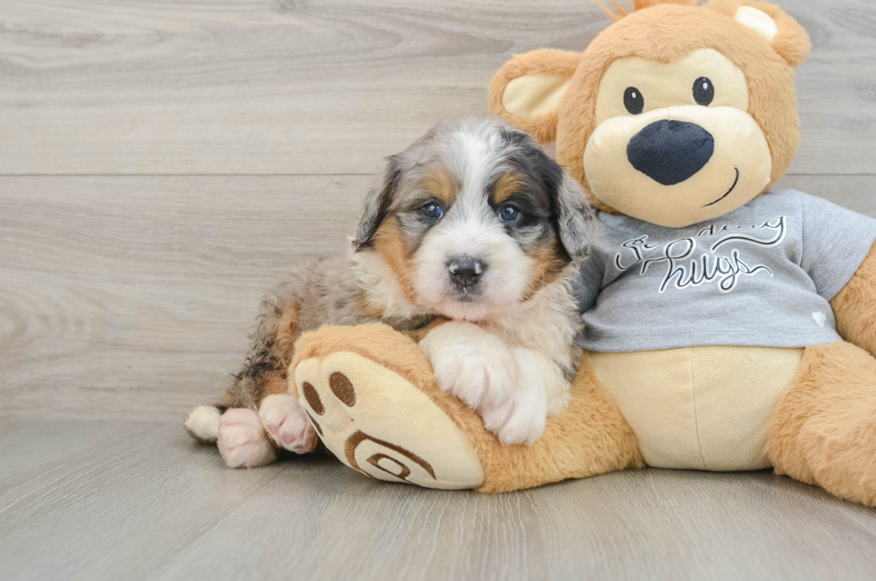6 week old Mini Bernedoodle Puppy For Sale - Windy City Pups