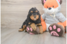 Mini Bernedoodle Pup Being Cute