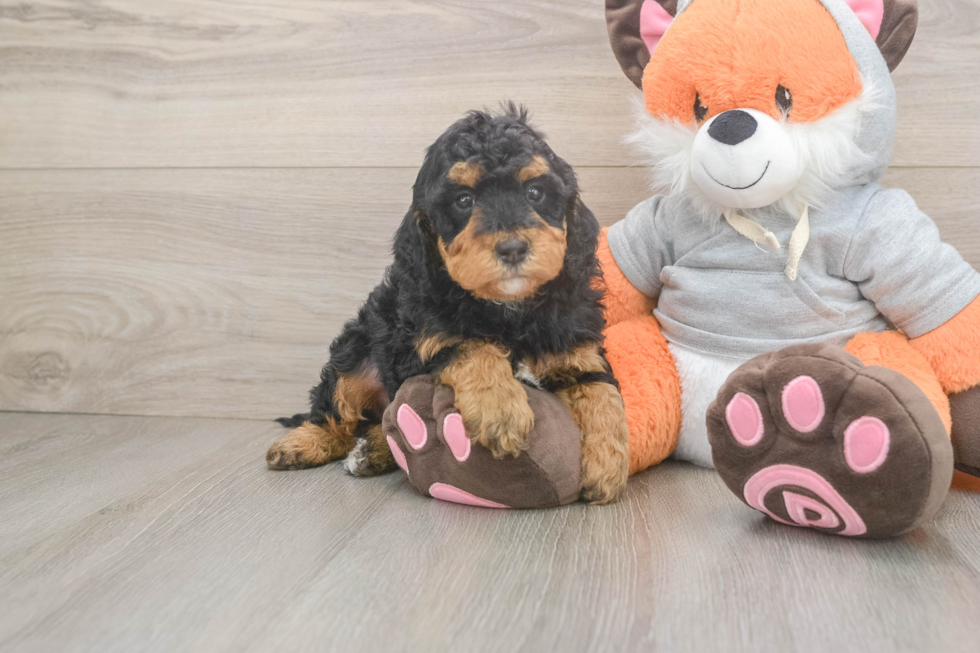 Mini Bernedoodle Pup Being Cute