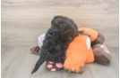 Best Mini Bernedoodle Baby