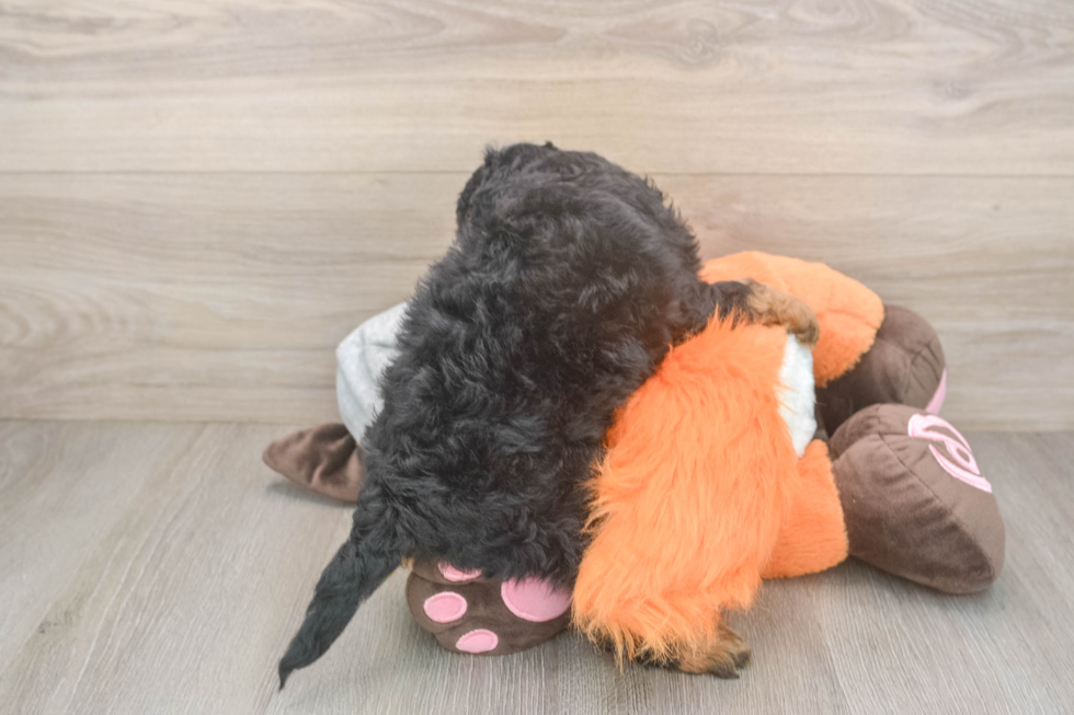Best Mini Bernedoodle Baby