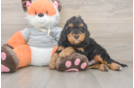 Best Mini Bernedoodle Baby