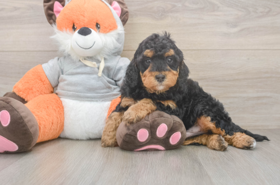 Best Mini Bernedoodle Baby