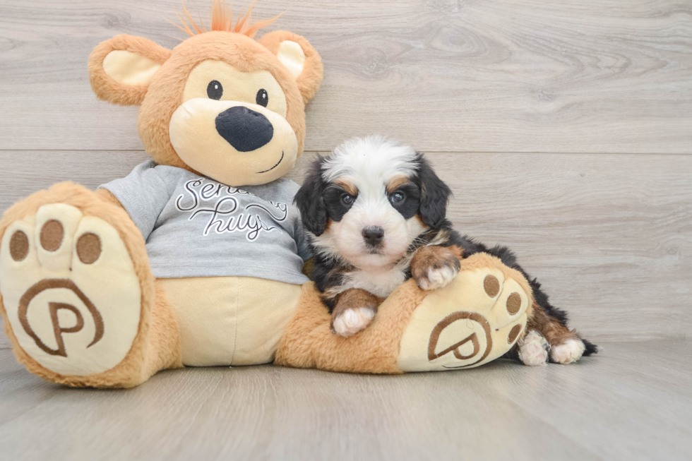 Best Mini Bernedoodle Baby