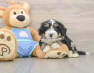 7 week old Mini Bernedoodle Puppy For Sale - Windy City Pups