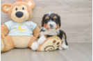 Little Mini Bernese Poodle Poodle Mix Puppy