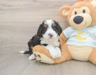 5 week old Mini Bernedoodle Puppy For Sale - Windy City Pups