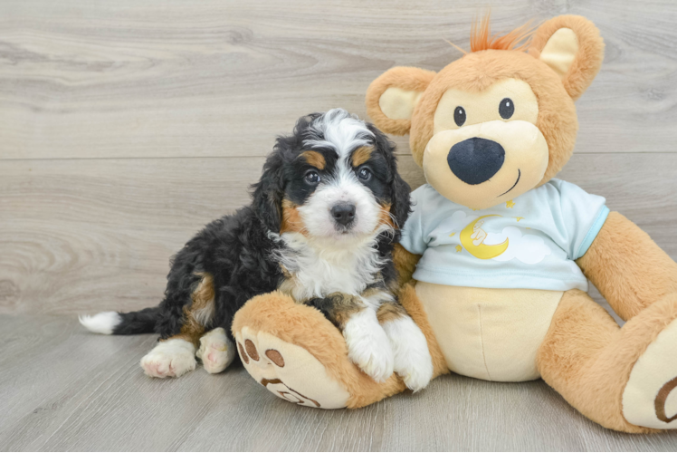 Mini Bernedoodle Pup Being Cute