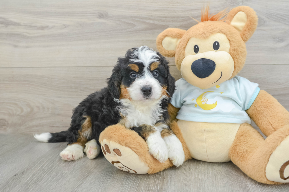 6 week old Mini Bernedoodle Puppy For Sale - Windy City Pups