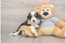 Mini Bernedoodle Pup Being Cute