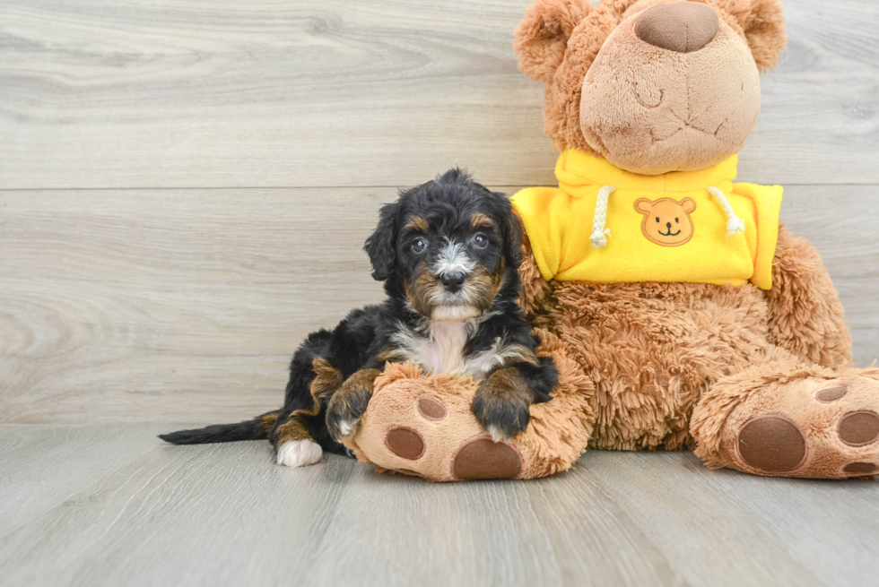 Mini Bernedoodle Pup Being Cute