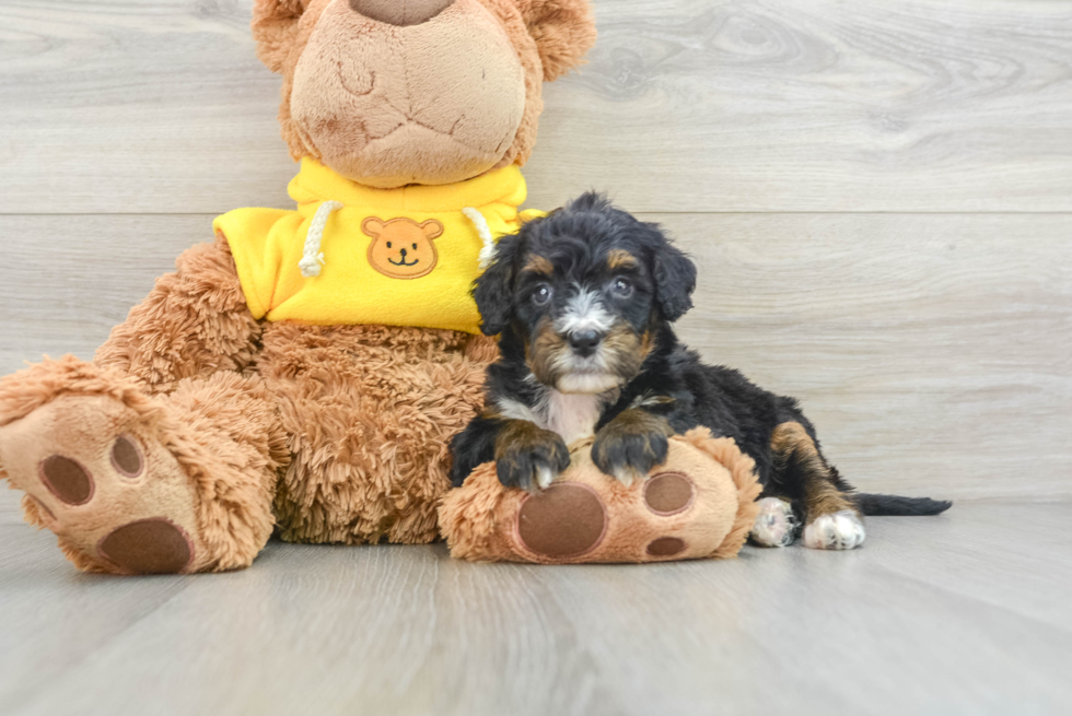 Mini Bernedoodle Pup Being Cute