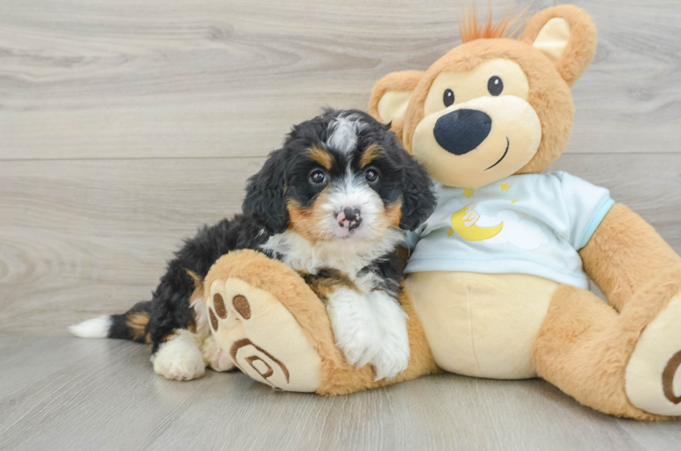 6 week old Mini Bernedoodle Puppy For Sale - Windy City Pups