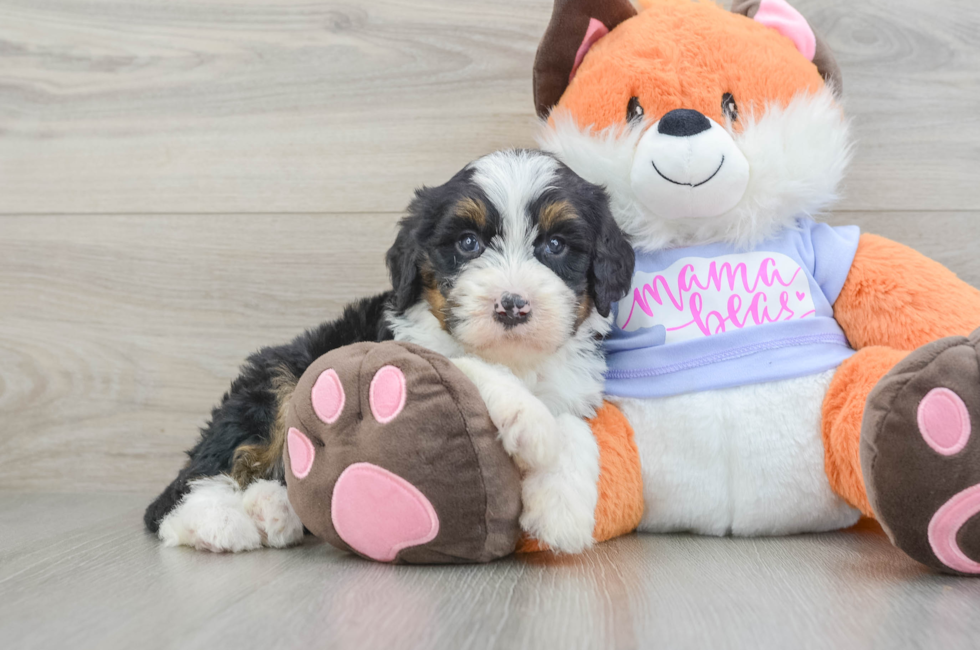 6 week old Mini Bernedoodle Puppy For Sale - Windy City Pups