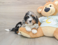 7 week old Mini Bernedoodle Puppy For Sale - Windy City Pups