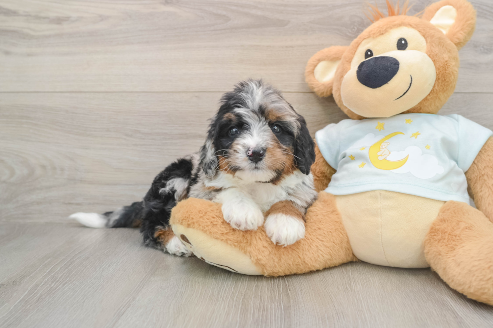 Mini Bernedoodle Puppy for Adoption