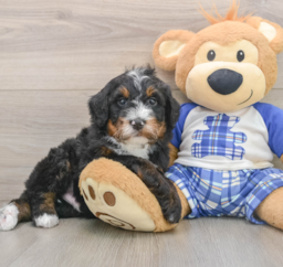 7 week old Mini Bernedoodle Puppy For Sale - Windy City Pups