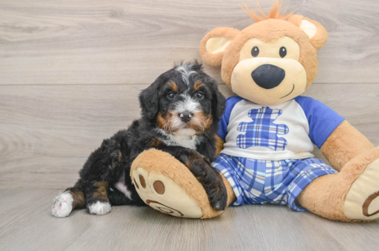 Mini Bernedoodle Pup Being Cute