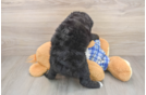Best Mini Bernedoodle Baby