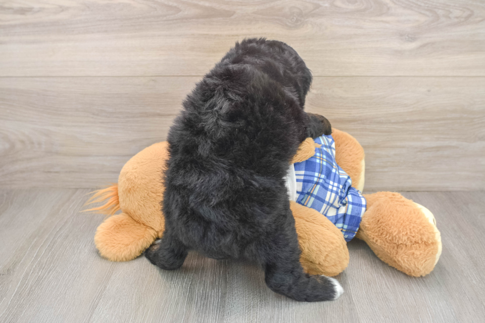 Best Mini Bernedoodle Baby