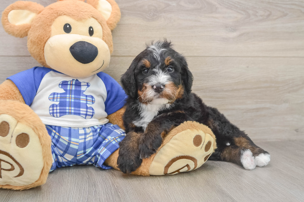 Small Mini Bernedoodle Baby
